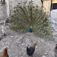 فروش طاووس مصری
