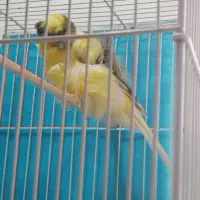 قناری فر آجی نر