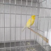 قناری رسمی بلند|پرنده|فولادشهر, مسکن مهر فولادشهر|دیوار