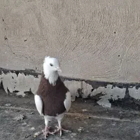 کبوتر|پرنده|برخوار, |دیوار