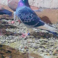 کبوتر گمشده