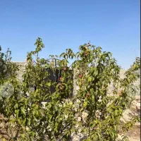 980-متر-چهار-دیواری-کف-قیمت-بی-واسطه