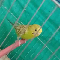 مرغ عشق|پرنده|کرمانشاه, |دیوار