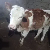 گوساله سیمینتال  ۲عدد نرو ماده