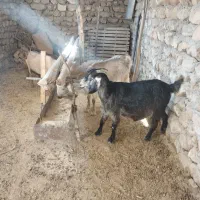 بز آبستن دوقلو زا|حیوانات مزرعه|کوهدشت, |دیوار