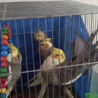 عروس هلندی زیبا سالم جوان خونگی