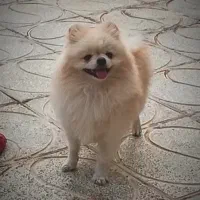 نر پامر پامرانین خرسی|سگ|اصفهان, بهارستان|دیوار