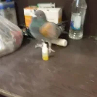 شهرستانی مرتب سبز|پرنده|پاکدشت, پاکدشت (مامازند)|دیوار