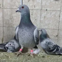 پلاکی|پرنده|کوه چنار, |دیوار