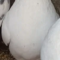 کبوتر سالم