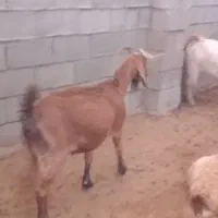 بز ابستن