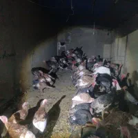 فروش بوقلمون