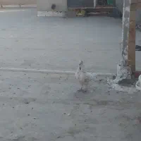 کبوتر کاشونی