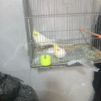 یک جفت عروس سالم وجوان