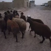 40راس کاور۲دندان  فروشی|حیوانات مزرعه|مشهد, آبکوه|دیوار