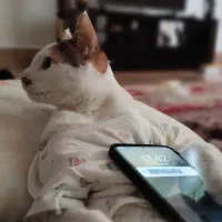 واگذاری گربه خانگی