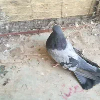 سرول لیمویی|پرنده|قشلاق دشت, |دیوار