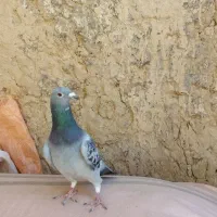 سلام یه عدد ماده مگسی