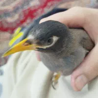 گمشده مرغ مینا