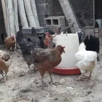 مرغ محلی تخم گذار|حیوانات مزرعه|کربال, |دیوار