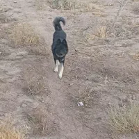 واگذاری سگ|سگ|رضویه, |دیوار