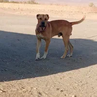 سگ افغان