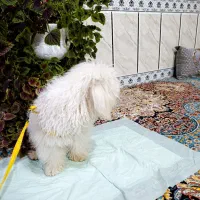 شیتزو ۹ ماهه|سگ|شیراز, کوشک میدان|دیوار