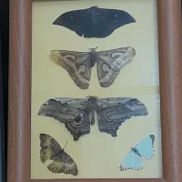 تابلو|تابلو، نقاشی، عکس|رشت, کوی غلام نیا|دیوار