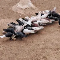 کبوترتهرونی وکاشونی