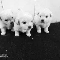 پاپی پشمالو