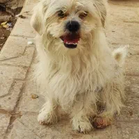 سگ پا کوتاه