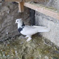 کبوتر|حیوانات|الیگودرز, |دیوار