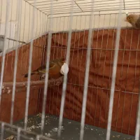 قناری نرو ماده|پرنده|کرمان, |دیوار