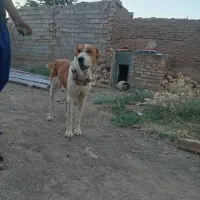 سگ گله|سگ|میان جلگه, |دیوار