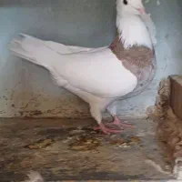 کبوتردم سفید