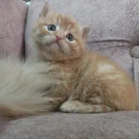 توله گربه پرشین