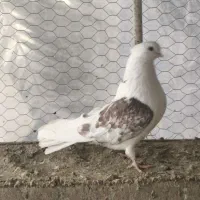 یک جفت کبوتر پشتار نوک کوتاه