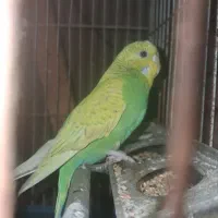 یک عدد مرغ عشقی