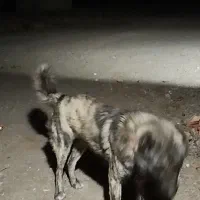 سگ افغان سرابی نر|سگ|اردبیل, |دیوار