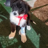 واگذاری رایگان توله سگ نگهبان