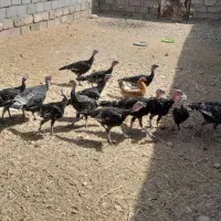 بوقلمون