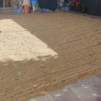 چلتیک فجر برنج|عمده‌فروشی|باشت, |دیوار