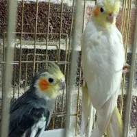 عروس هلندی نر و ماده