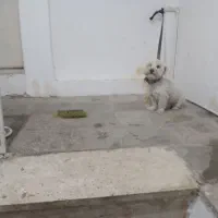 گمشده|سگ|بروجرد, |دیوار