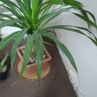 گل پاندانوس