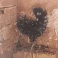 مرغ و خروس گلین|حیوانات مزرعه|تهران, هفده شهریور|دیوار