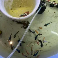 لارو فایتر پلاکت