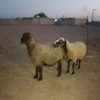 میش درجه یک