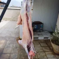 تخفیف ویژه گوسفند برای  تولد نوزاد