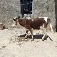 گوساله ماده سیمینتال